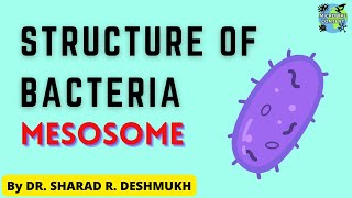 STRUCTURE OF BACTERIA  MESOSOME  MBBS  BDS  MICROBIOLOGY  BSc Microbiology  B Pharm [upl. by Bogusz920]