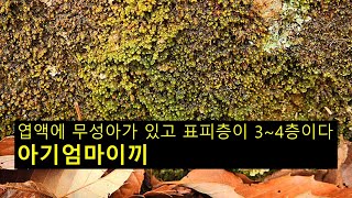 아기엄마이끼 Scapania ligulate subsp ligulta [upl. by Nerwal122]