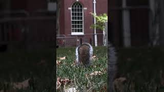 Cute Squirrel with a Bushy Tail Foraging Around on the Grounds of Independence Hall  Fri 9272024 [upl. by Kaia]