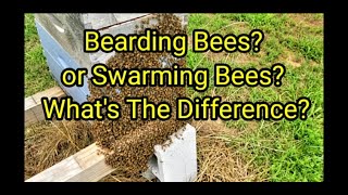 Bearding Bees Swarming Bees Whats The Difference [upl. by La787]