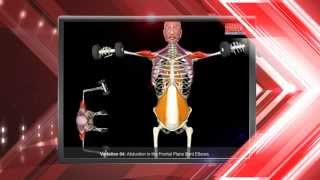 Dumbbell Lateral Raise Variations Muscle Motions amp Anatomy [upl. by Reube]