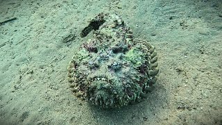 Two Reef stonefish Synanceia verrucosa the most venomous fish in the world in 4K [upl. by Westland]