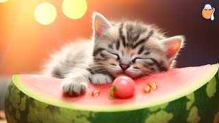 Purrfect Serenity Relaxing Music to Soothe and Calm Your Cats  Cat Music  Sleepy Cat [upl. by Airlee]