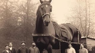 Biggest Horse in History [upl. by Liba]