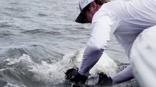 Glass Minnow Tarpon Fishing [upl. by Veal]