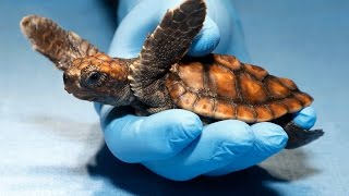 Loggerhead turtle update [upl. by Attekahs]