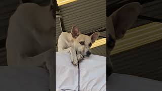 🐕 Dog comedy video gabbar dialogue comedy dog [upl. by Marie]