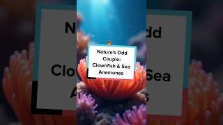 Natures Odd Couple Clownfish amp Sea Anemones Part 01 [upl. by Nerhtak]