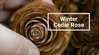 Winter Cedar Rose Deodar Cedar Himalayan Cedar Pinecones [upl. by Leeke836]