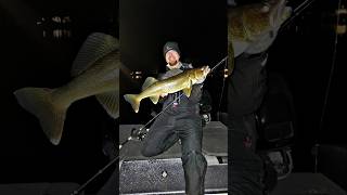 Walleye going back into the cold waters of the Brainerd Lakes Area MisterTwister lindy walleye [upl. by Nalehp735]