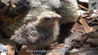 Inquisitive 9 day old NIGHTJAR Chick [upl. by Nylacaj]