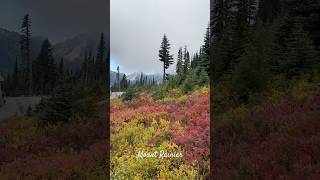 Fall colors in Mount Rainier 🍁 mountrainiernationalpark mountrainier fall autumn autumncolors [upl. by Noffets480]