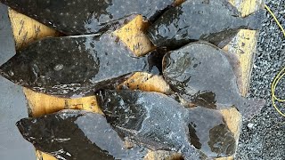 Frying Flounder and Speckled Trout in Virgin Olive Oil Yum [upl. by Esinaej]