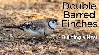 Doublebarred Finches Building a Nest [upl. by Clorinde]