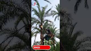 ✅যশোরে খেজুরের রস সংগ্রহের কাজ অলরেডি শুরু হয়ে গিয়েছে। [upl. by Atinaw859]