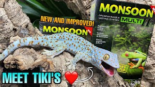 MAKE IT RAIN NEW EXO TERRA MONSOON II  TOKAY GECKO PAIRING [upl. by Onirotciv]