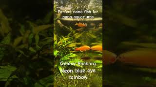 Top 2 nano fish Galaxy rasbora  Neon blue eye rainbow aquascape aquarium plantedtank nanofish [upl. by Bilow]