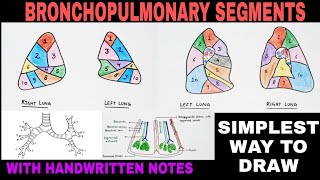 Bronchopulmonary Segments  Part  2 [upl. by Charlton]