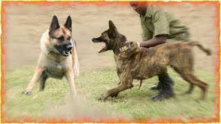 German Shepherd VS Belgian Malinois [upl. by Yaniv688]