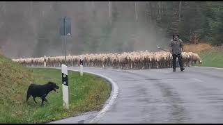 Working Beauceron Herding 1000 Sheep with 1 Dog Rok von den Hütern Asgards [upl. by Enatan]