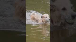 🤯🐕Water Dog Wonder Watch a Dog Swim Like a Pro factswater dogs waterdogs waterdog [upl. by Eelirol]