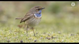 Bluethroat Migratory Bird [upl. by Dnomayd]