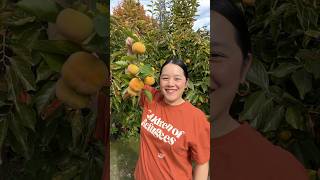 Harvesting Fuyu Persimmons 🧡 fall persimmon [upl. by Gagne405]