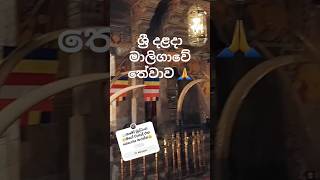 ශ්‍රී දළදා මාලිගාවේ තේවාව 🤍🩵🩷 Thewawa of sri dalada maligawa 🤍 subscribe my channel 😃📖 beautiful [upl. by Neleh]