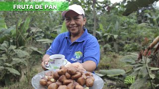 La Fruta Milagrosa 💪 El ÁRBOL de PAN 💚 [upl. by Gierk]