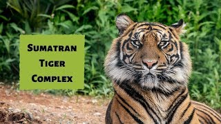 Tour of the Brand New Sumatran Tiger Complex at Twycross Zoo [upl. by Diver]