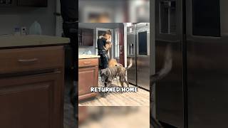 Cop Comes Home to the Sweetest Reunion With His Dog 🐾❤️ shorts [upl. by Ehtyaf988]