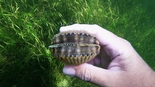 Crystal River Scalloping [upl. by Kenric]