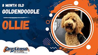 Ollie  8 Month Old Goldendoodle  Off Leash Goldendoodle Training Georgia [upl. by Yolane221]