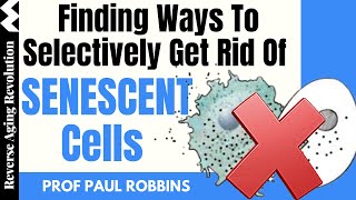 Ways To Selectively Get Rid Of Senescent Cells  Dr Paul Robbins Interview Clips [upl. by Greenlee]