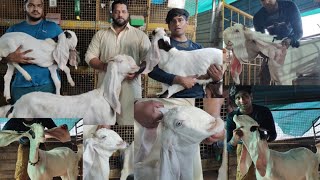 Shandar Goat Breeding at Tawakkal Farm  UNBELIEVABLE Results [upl. by Kafka787]