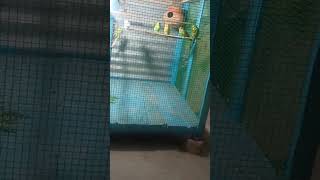 My Parot coloni ytshort rilee parot shorts budgies lovebirds birds pets parrot [upl. by Nari604]