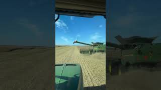 Giving the grain truck driver motivation landwirtschaft farming shorts [upl. by Allenaj]