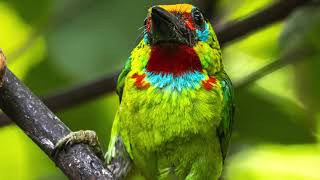 RedThroated Barbet Psilopogon mystacophanos  Male  Thailand [upl. by Baily879]