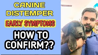 Canine Distemper in Dog  Canine Distemper early symptoms in dogs  canine distemper diagnosis [upl. by Erialcyram459]