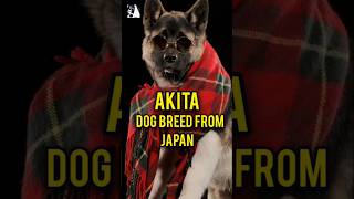 AKITA Dog JAPAN November2024pukhtanarelaxingworldsurvivingvlogs dog [upl. by Adkins]