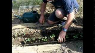 How to use plastic gutter to sow peas [upl. by Delmore]