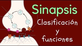 SINAPSIS Clasificación y funciones [upl. by Feodor]