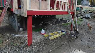 Easter egger hens coop progress amp rambling LOL [upl. by Raynor]