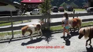 Austria LifestyleJung und altPanorama Alm über dem Tal von Saalbach Hintergelmm bei Zell am See [upl. by Perla]