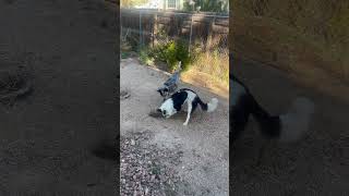 Puppy playtime 😅 dogshorts cuteanimals dogs bordercollielove cutedogs dogsplaying dog [upl. by Cannell]