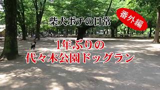 柴犬ポチの日常 番外編45 1年ぶりの代々木公園ドッグラン [upl. by Fransen847]