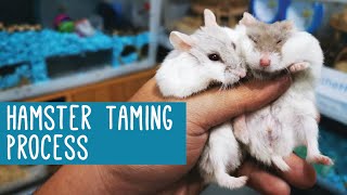 Hamster Taming Process [upl. by Kcyred]