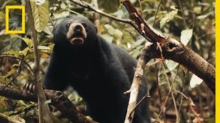 This Little Sun Bears World Is a Scary Place  Short Film Showcase [upl. by Acinemod]