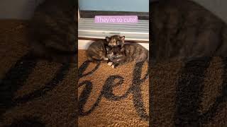 Adorable kittens snuggle in the sunlight kitten kittenish cutecat cutekittenvideos [upl. by Jandy878]