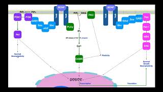 BrainDerived Neurotrophic Factor BDNF  Signaling amp Mechanism [upl. by Manlove518]